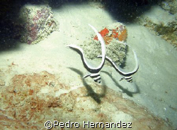 Spotted Drum Juvenile,Humacao, Puerto Rico, Camera DC310 by Pedro Hernandez 